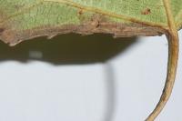 Phyllocnistis extrematrix