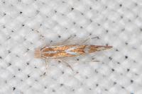 Phyllonorycter cerasinella