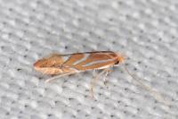 Phyllonorycter cerasinella