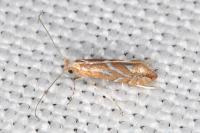 Phyllonorycter cerasinella