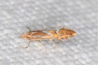 Phyllonorycter cerasinella
