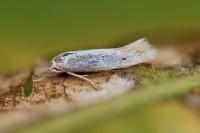 Elachista hispanica