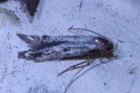 Blastodacna