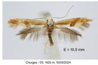 Argyresthia pruniella
