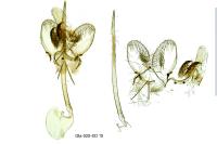 Argyresthia pruniella
