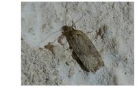 Agonopterix scopariella