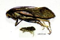 Incurvaria masculella