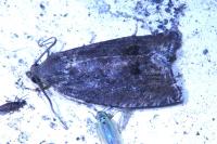 Cydia splendana