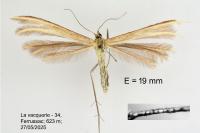 Merrifieldia leucodactyla