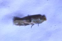 Bucculatrix ulmella