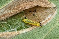 Phyllonorycter
