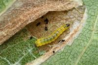 Phyllonorycter