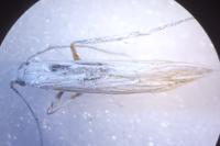 Coleophora