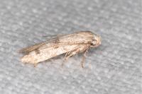 Tecmerium perplexum