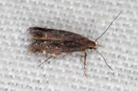 Aproaerema sangiella