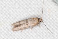 Blastobasis phycidella