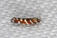 Vulcaniella grabowiella