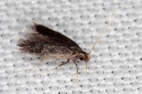 Eurodachtha siculella