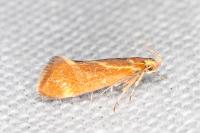 Metalampra italica