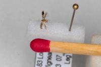 Ectoedemia caradjai