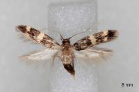 Apatema proteroclina