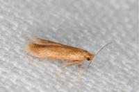 Tischeria decidua