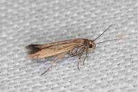 Scythris terrenella