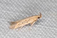 Metzneria hilarella