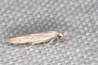 Coleophora grotenfelti