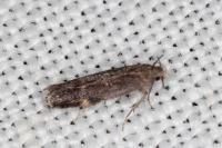 Aproaerema anthyllidella