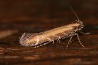 Aristotelia brizella
