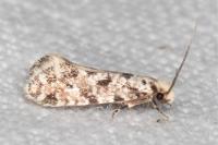 Nemapogon agenjoi