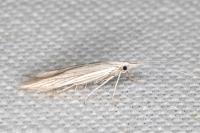 Coleophora chamaedriella