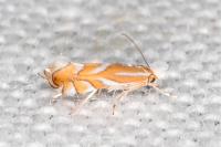 Phyllonorycter distentella