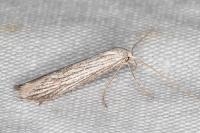 Pterolonche inspersa