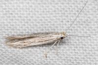 Coleophora obtectella
