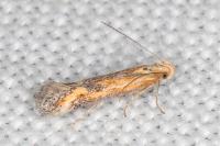 Metzneria artificella