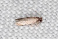 Apateona hispanicum
