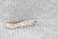 Coleophora obtectella