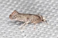 Paraswammerdamia nebulella