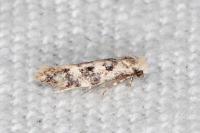 Infurcitinea albicomella