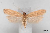 Helcystogramma lutatella