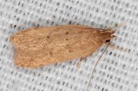 Helcystogramma lutatella