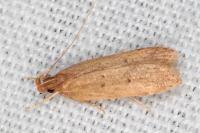 Helcystogramma lutatella