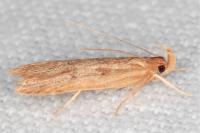 Helcystogramma lutatella