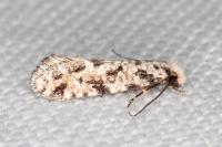 Nemapogon agenjoi