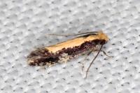 Monopis obviella