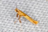 Caloptilia honoratella