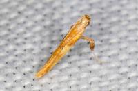 Caloptilia honoratella