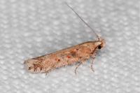 Scrobipalpa salinella